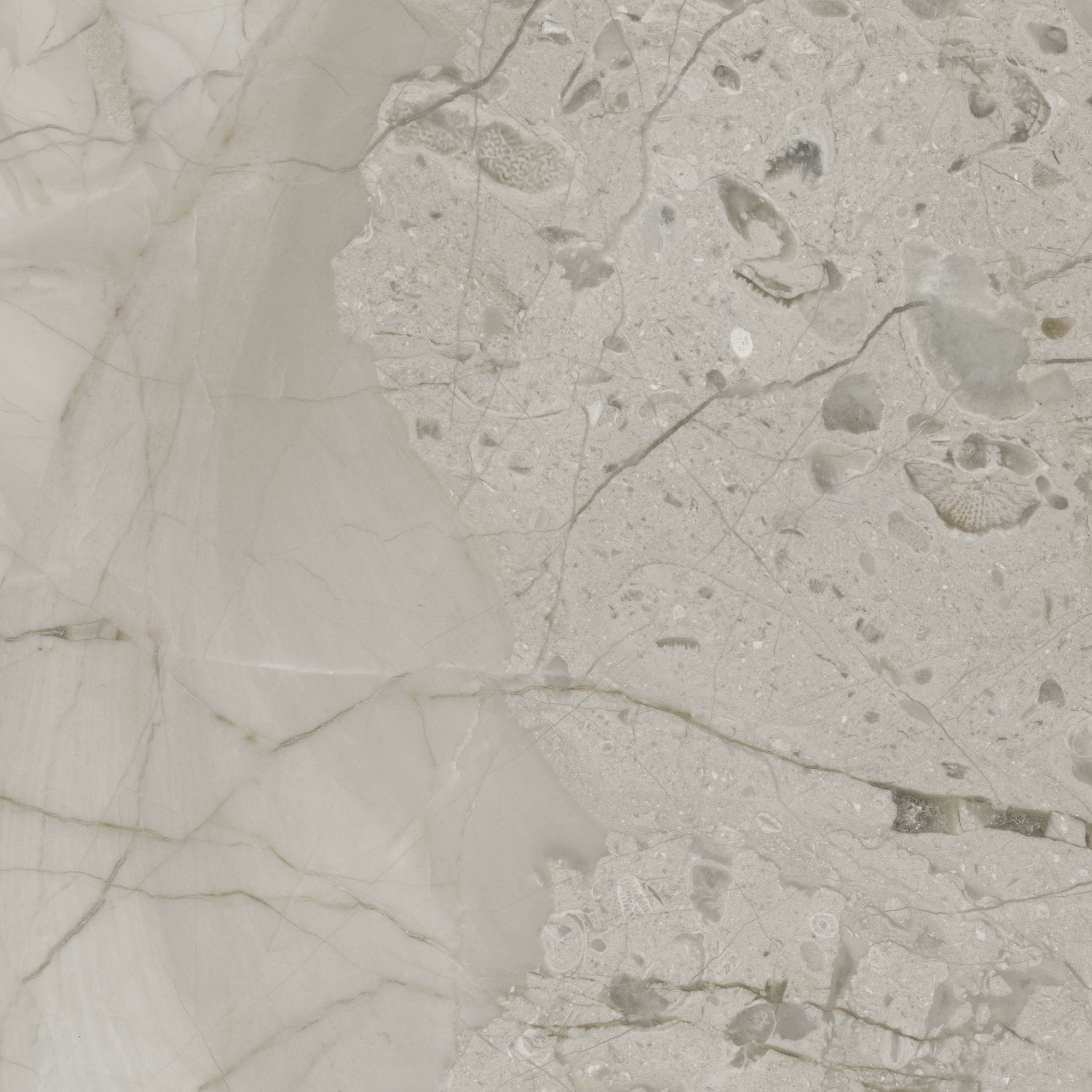 Downloadable high-resolution light grey stone image, close-up detail of its varied textures including smooth veined sections and areas with fossil inclusions, for digital printing systems.