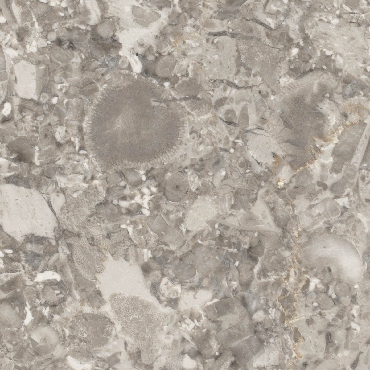 Forbo Texture Forbo⏐High-Resolution Limestone Texture Design